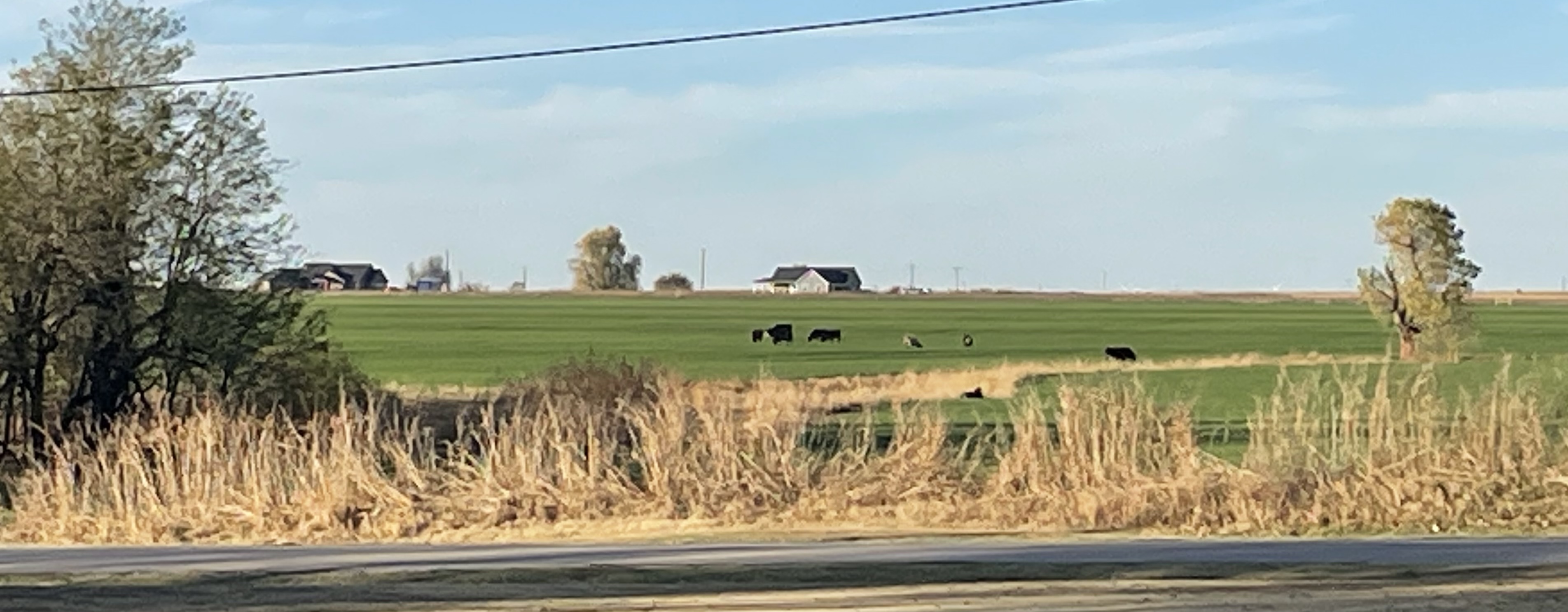 Rural field